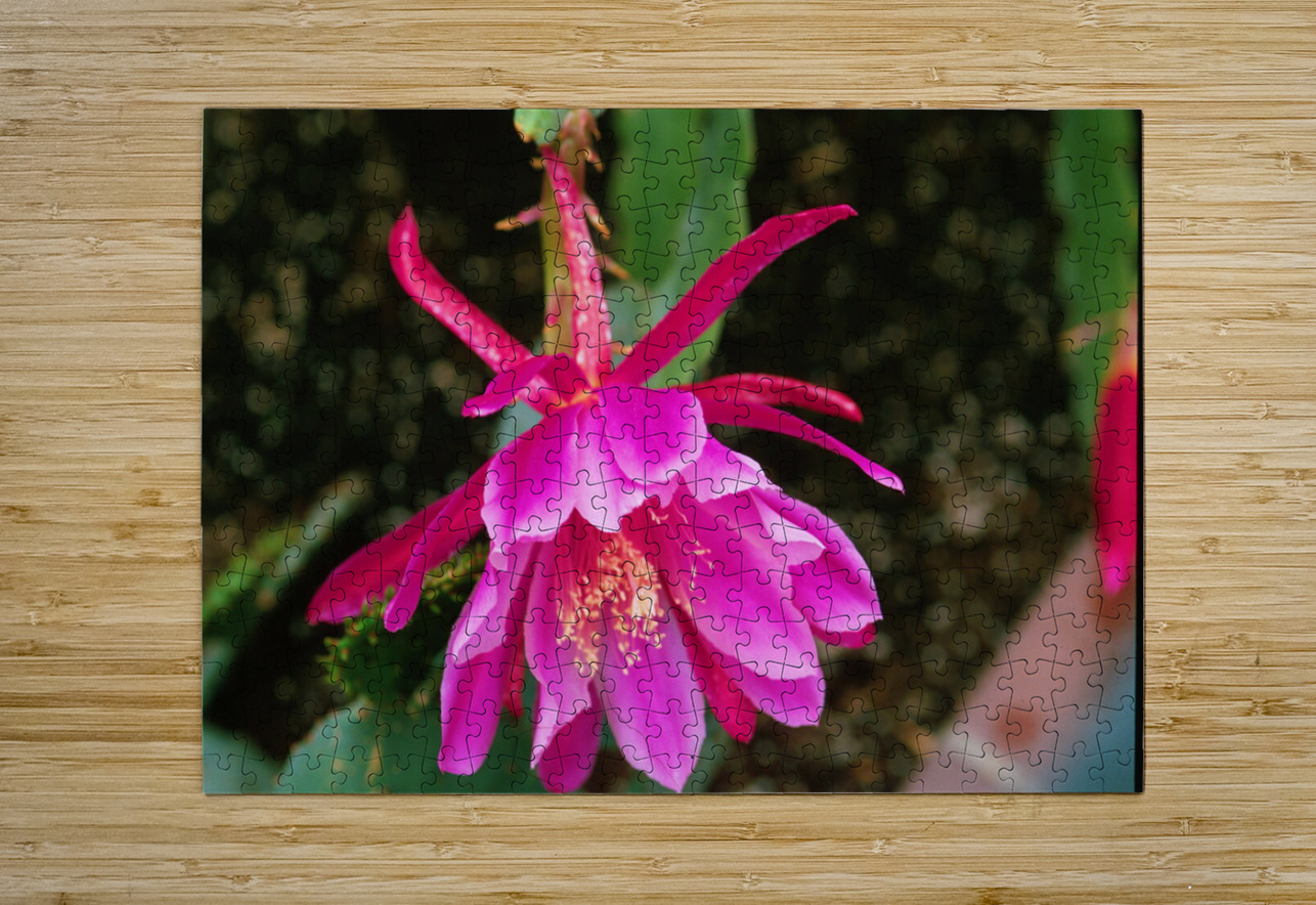 Fuschia Peony Burst Bonnies Wall Art Puzzle printing