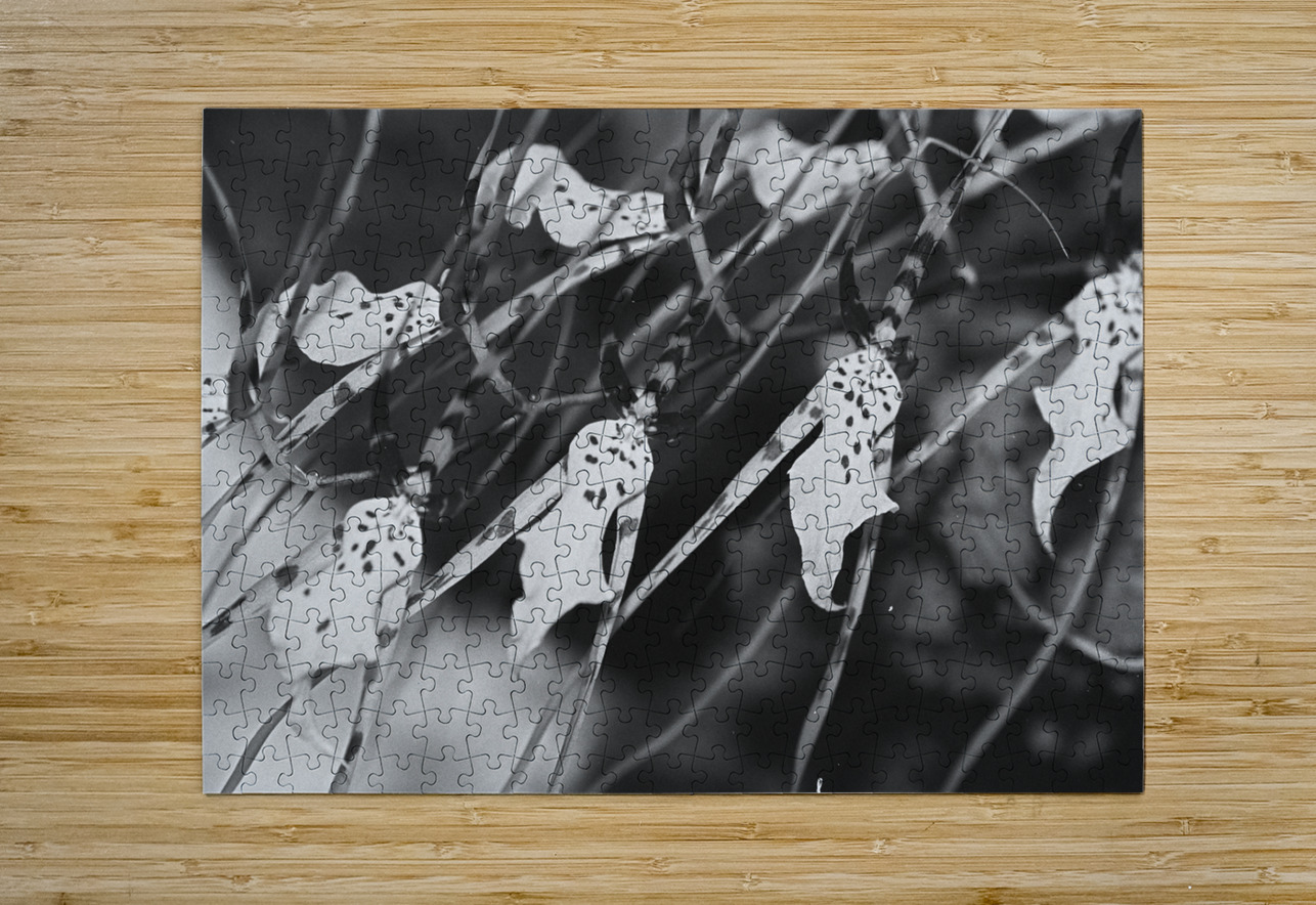 Black and White Floral Series 3 Bonnies Wall Art Puzzle printing
