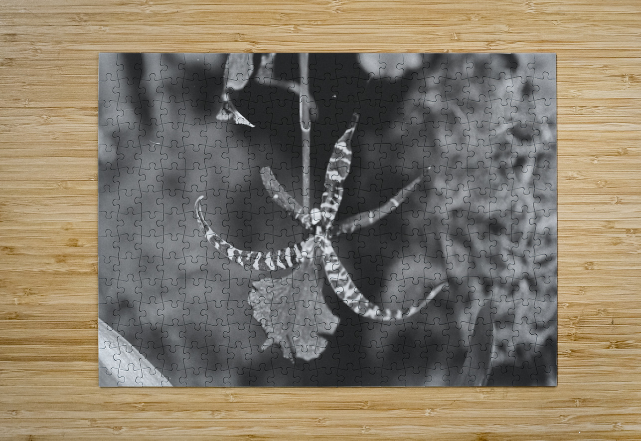 Black and White Orchid Series 1 Bonnies Wall Art Puzzle printing