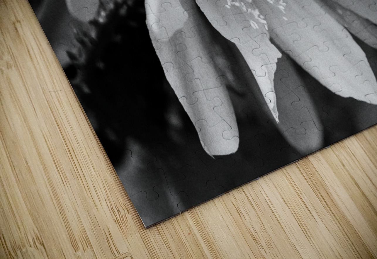 Black and White Peony Burst Bonnies Wall Art Puzzle