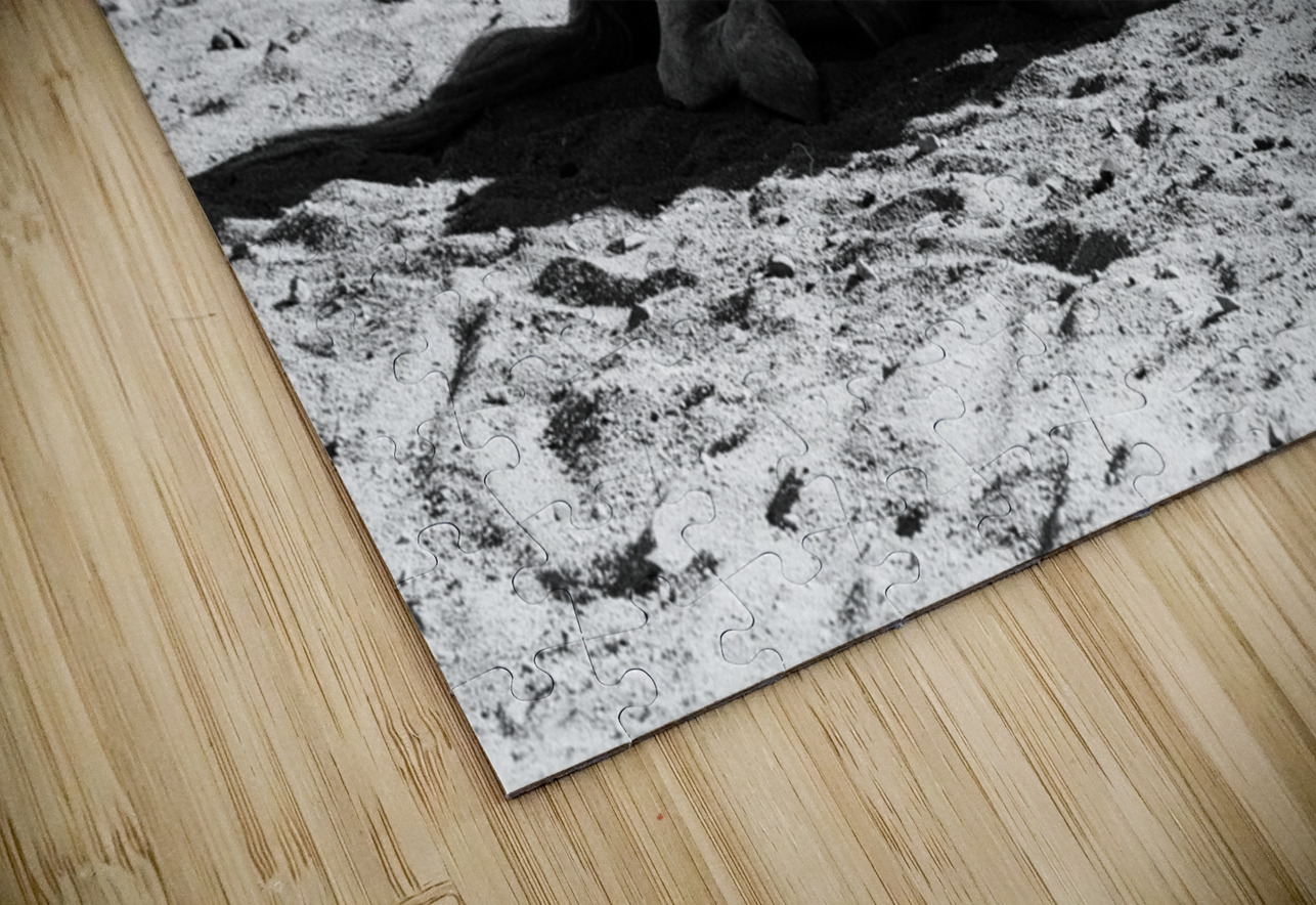 Magnificent Horse Pose 3 Bonnies Wall Art Puzzle