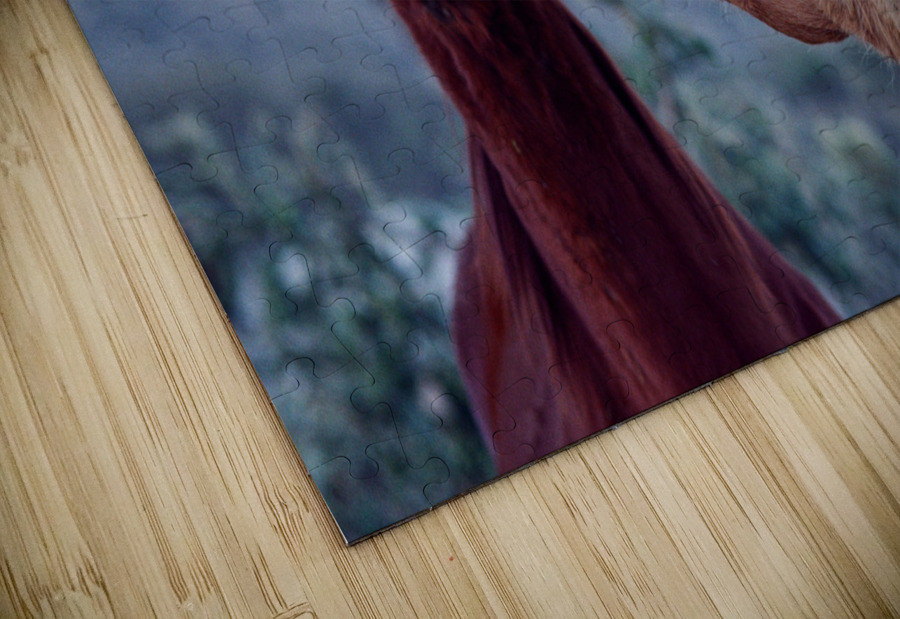 Horse Sparring 2 Bonnies Wall Art Puzzle