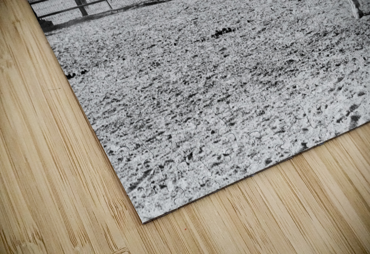 Horse Stretch Bonnies Wall Art Puzzle