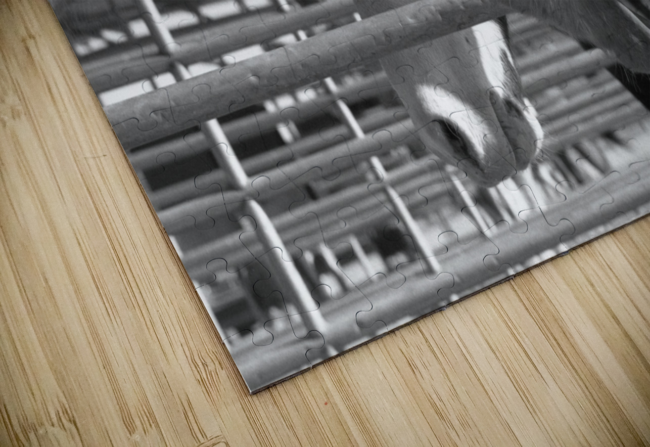 Horse Yawning Bonnies Wall Art Puzzle