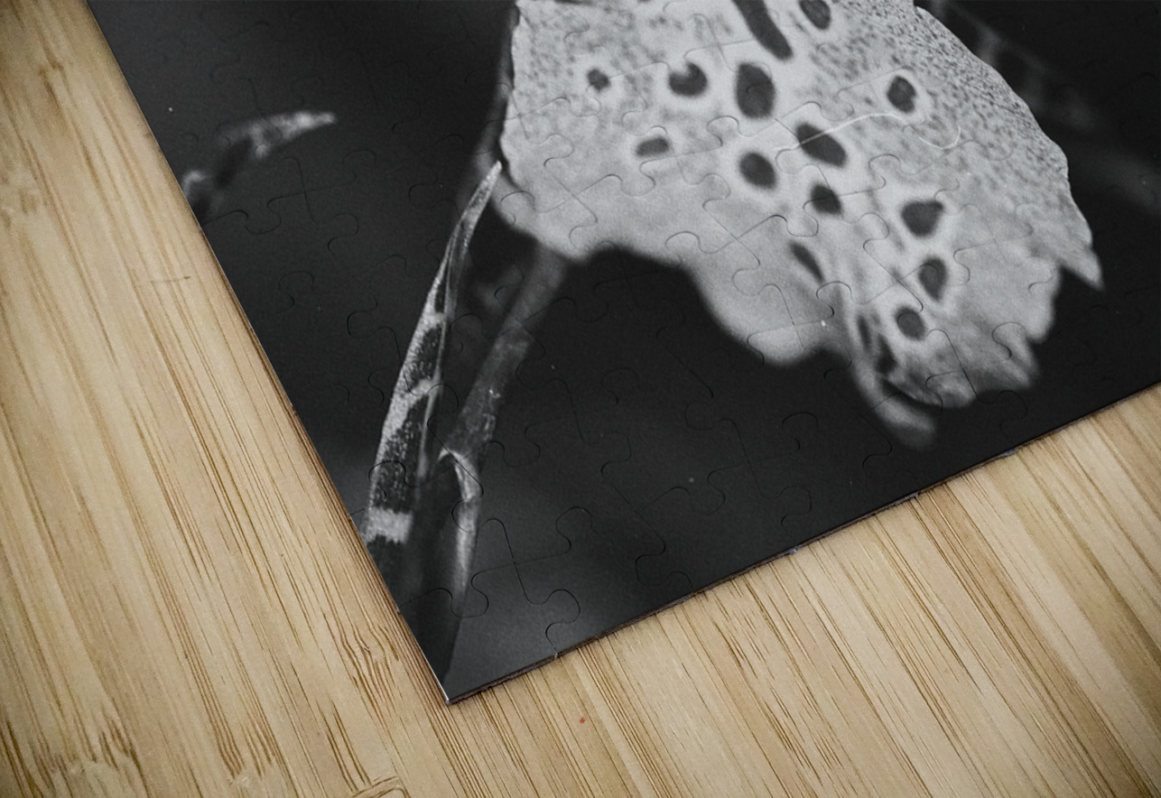 Clown Orchid Bonnies Wall Art Puzzle