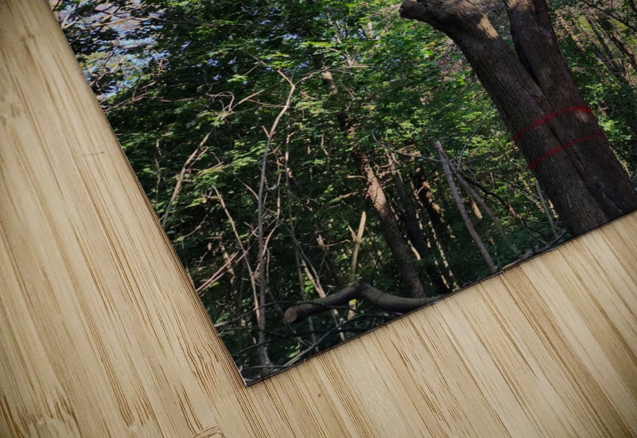 Forest Through The Trees Bonnies Wall Art Puzzle