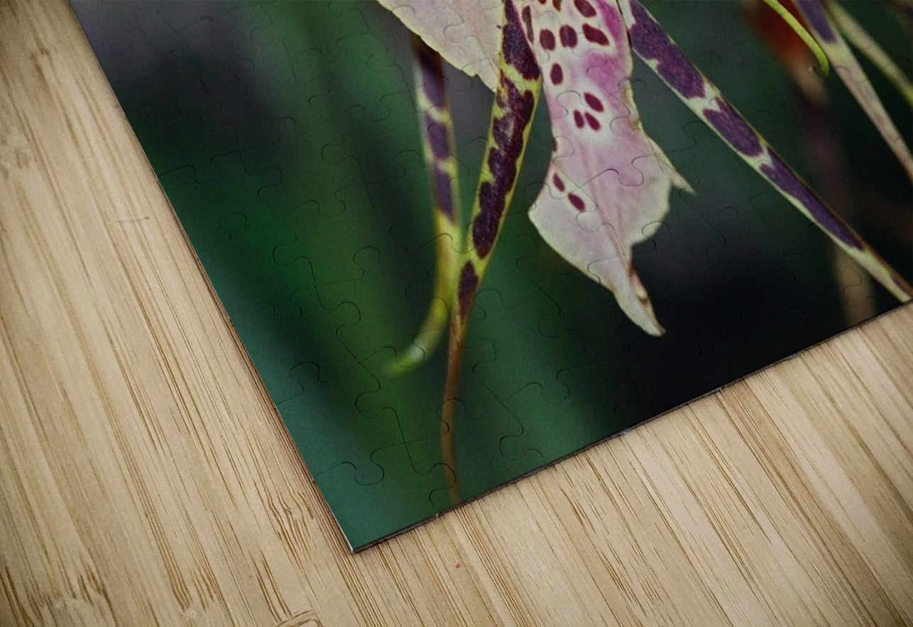 Striped Orchids Bonnies Wall Art Puzzle