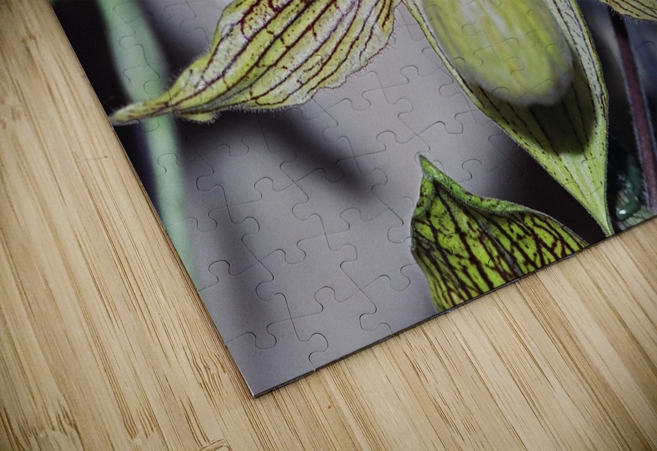 Green Striped Orchid Bonnies Wall Art Puzzle